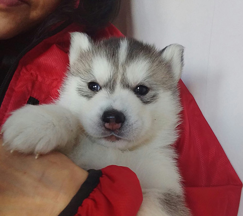 シベリアンハスキーの子犬 ブリーダー 子犬専門 AngelWan 横浜