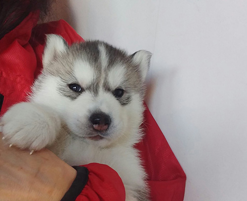 シベリアンハスキーの子犬 ブリーダー 子犬専門 AngelWan 横浜