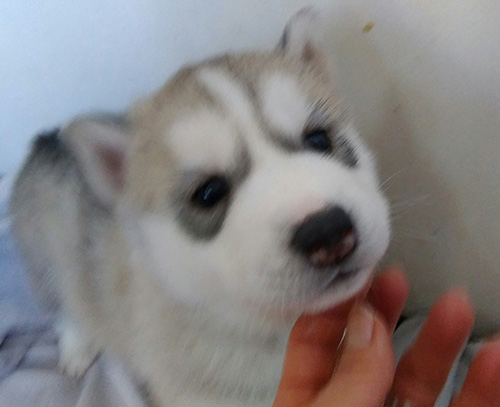 シベリアンハスキーの子犬　ブリーダー 子犬専門　AngelWan 横浜