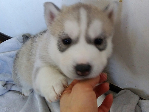 シベリアンハスキーの子犬　ブリーダー 子犬専門　AngelWan 横浜