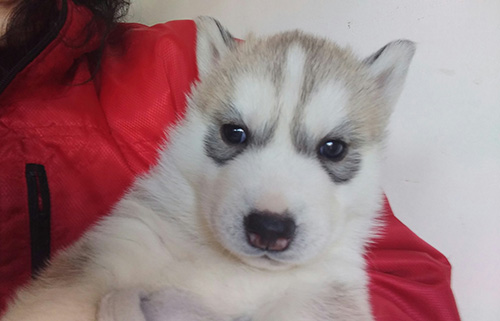シベリアンハスキーの子犬　ブリーダー 子犬専門　AngelWan 横浜