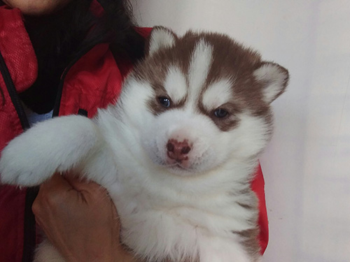 シベリアンハスキーの子犬　ブリーダー 子犬専門　AngelWan 横浜