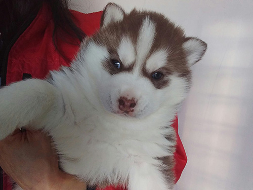 シベリアンハスキーの子犬　ブリーダー 子犬専門　AngelWan 横浜