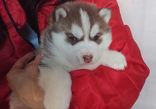 シベリアンハスキーの子犬　ブリーダー 子犬専門　AngelWan 横浜