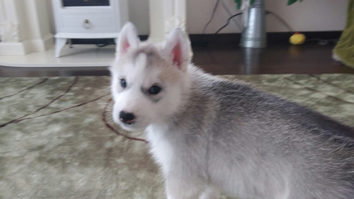 シベリアンハスキーの子犬 ブリーダー 子犬専門 AngelWan 横浜