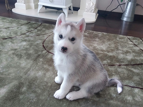 シベリアンハスキーの子犬 ブリーダー 子犬専門 AngelWan 横浜