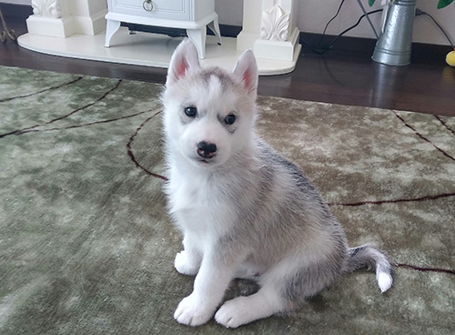 シベリアンハスキーの子犬 ブリーダー 子犬専門 AngelWan 横浜