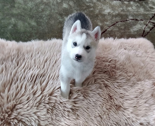 シベリアンハスキーの子犬 ブリーダー 子犬専門 AngelWan 横浜