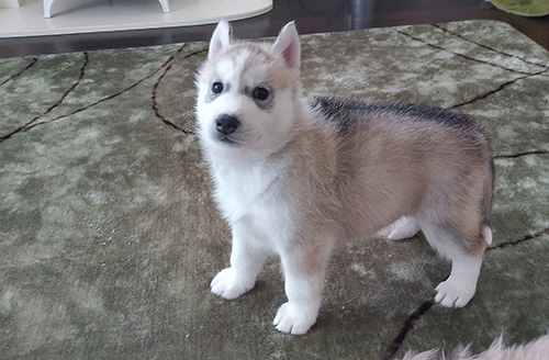 シベリアンハスキーの子犬　ブリーダー 子犬専門　AngelWan 横浜