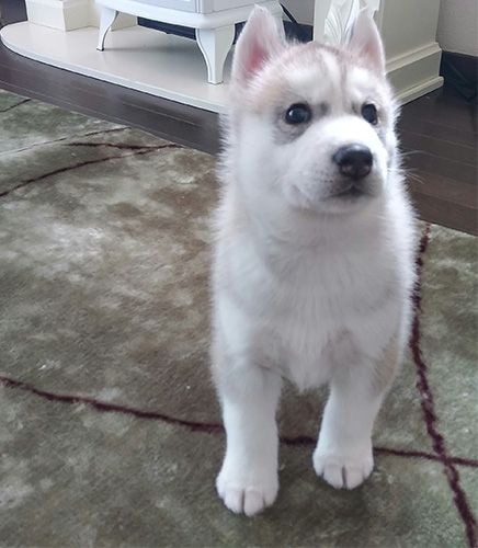 シベリアンハスキーの子犬　ブリーダー 子犬専門　AngelWan 横浜