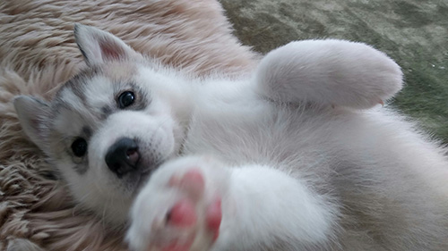 シベリアンハスキーの子犬　ブリーダー 子犬専門　AngelWan 横浜