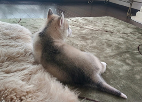 シベリアンハスキーの子犬　ブリーダー 子犬専門　AngelWan 横浜