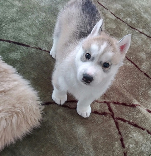 シベリアンハスキーの子犬　ブリーダー 子犬専門　AngelWan 横浜