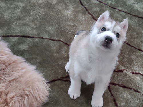 シベリアンハスキーの子犬　ブリーダー 子犬専門　AngelWan 横浜