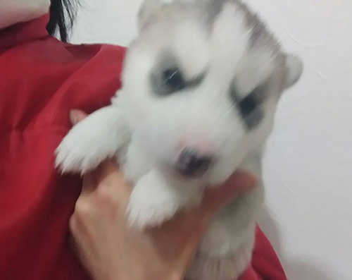 シベリアンハスキーの子犬 ブリーダー 子犬専門 AngelWan 横浜