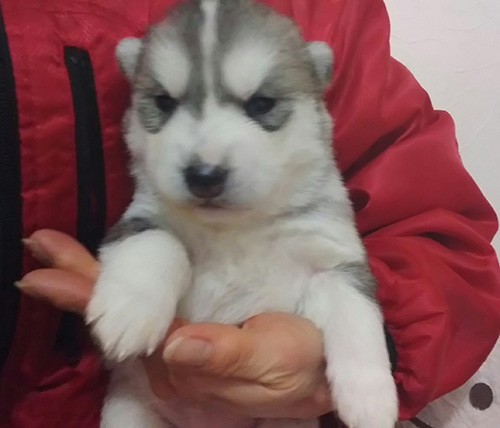 シベリアンハスキーの子犬 ブリーダー 子犬専門 AngelWan 横浜