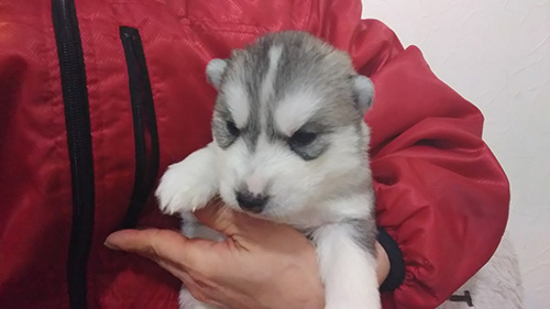 シベリアンハスキーの子犬 ブリーダー 子犬専門 AngelWan 横浜