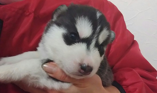 シベリアンハスキーの子犬 ブリーダー 子犬専門 AngelWan 横浜