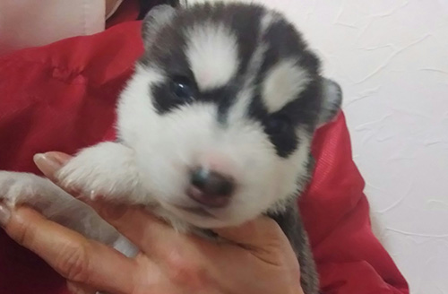 シベリアンハスキーの子犬 ブリーダー 子犬専門 AngelWan 横浜