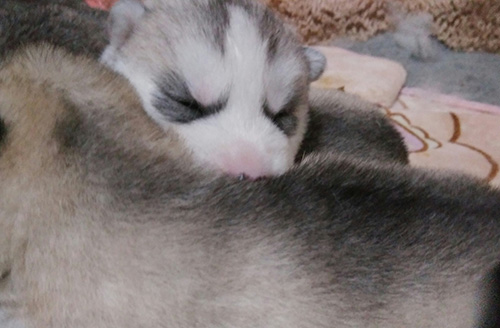 シベリアンハスキーの子犬 ブリーダー 子犬専門 AngelWan 横浜