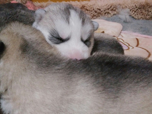 シベリアンハスキーの子犬 ブリーダー 子犬専門 AngelWan 横浜