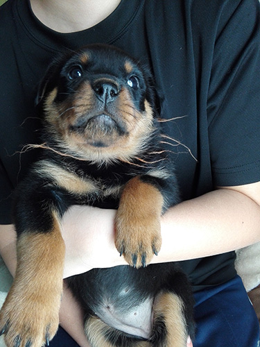 ロットワイラーの子犬　ブリーダー 子犬専門　AngelWan 横浜