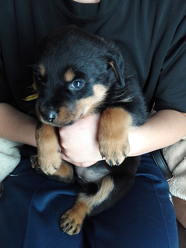 ロットワイラーの子犬　ブリーダー 子犬専門　AngelWan 横浜