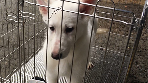 ホワイトシェパードの子犬　ブリーダー 子犬専門　AngelWan 横浜
