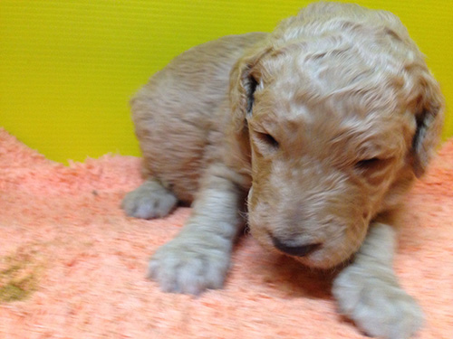 スタンダードプードルの子犬　ブリーダー 子犬専門　AngelWan 横浜