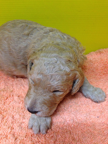 スタンダードプードルの子犬　ブリーダー 子犬専門　AngelWan 横浜