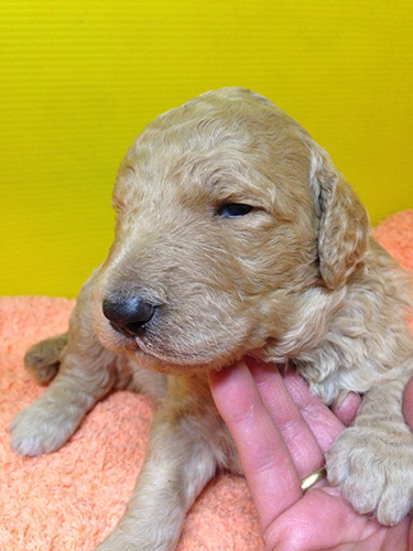 スタンダードプードルの子犬　ブリーダー 子犬専門　AngelWan 横浜