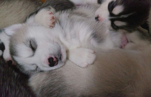 シベリアンハスキー 仔犬 男の子