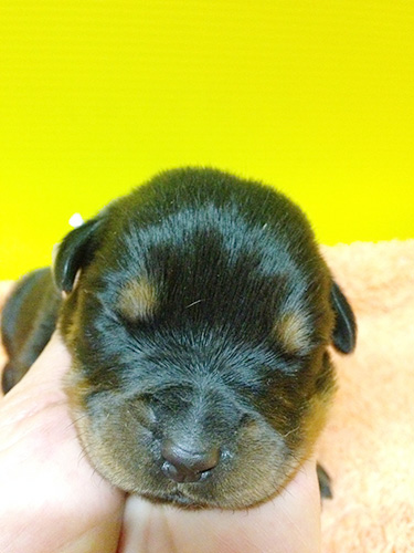 ロットワイラーの子犬 ブリーダー 子犬専門 AngelWan 横浜