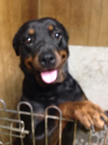 ロットワイラーの子犬　ブリーダー 子犬専門　AngelWan 横浜