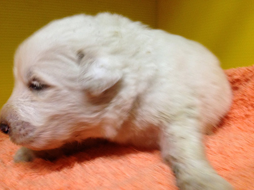 グレートピレニーズの子犬　ブリーダー 子犬専門　AngelWan 横浜