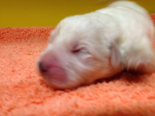 グレートピレニーズの子犬　ブリーダー 子犬専門　AngelWan 横浜