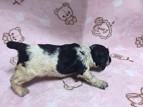 イングリッシュコッカースパニエル　ブリーダー 子犬専門　AngelWan 横浜