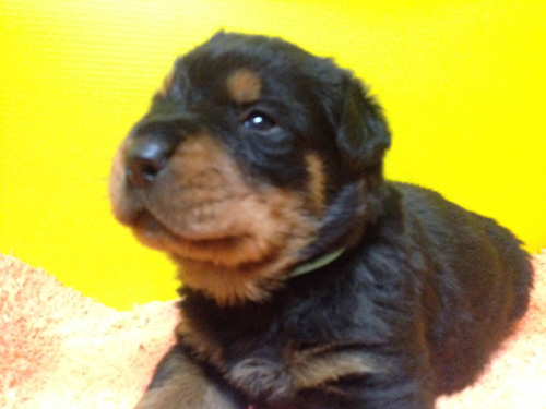 ロットワイラーの子犬 ブリーダー 子犬専門 AngelWan 横浜