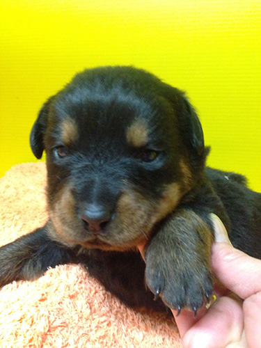 ロットワイラーの子犬　ブリーダー 子犬専門　AngelWan 横浜