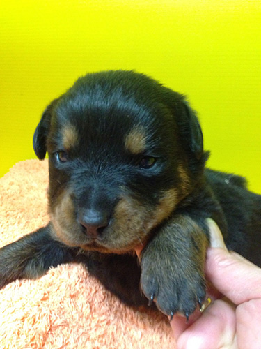 ロットワイラーの子犬 ブリーダー 子犬専門 AngelWan 横浜