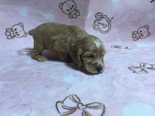 イングリッシュコッカースパニエル　ブリーダー 子犬専門　AngelWan 横浜