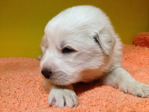 グレートピレニーズの子犬　ブリーダー 子犬専門　AngelWan 横浜