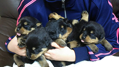 ロットワイラーの子犬　ブリーダー 子犬専門　AngelWan 横浜