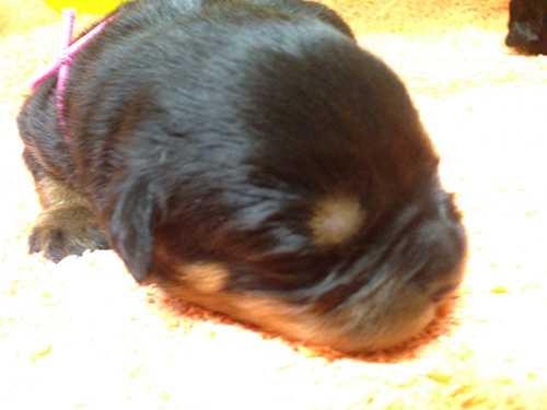 ロットワイラーの子犬　ブリーダー 子犬専門　AngelWan 横浜