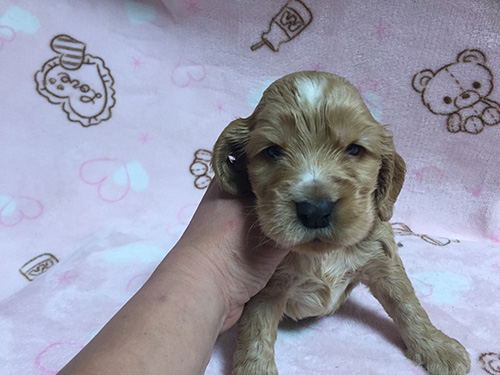 イングリッシュコッカースパニエル　ブリーダー 子犬専門　AngelWan 横浜