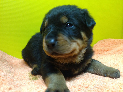 ロットワイラーの子犬 ブリーダー 子犬専門 AngelWan 横浜