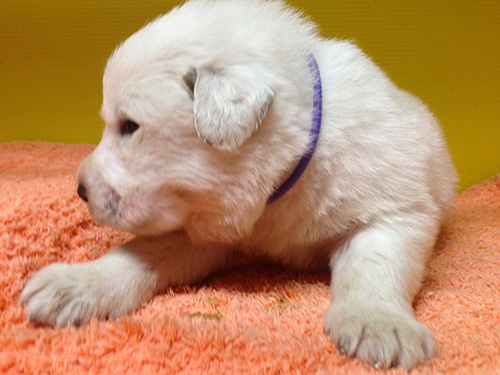 グレートピレニーズの子犬　ブリーダー 子犬専門　AngelWan 横浜