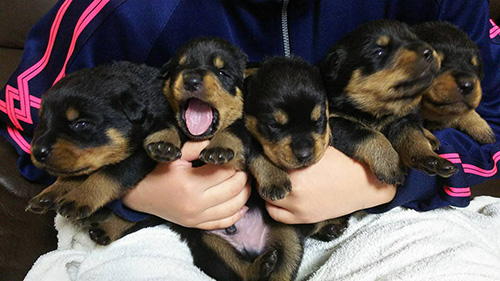 ロットワイラーの子犬　ブリーダー 子犬専門　AngelWan 横浜