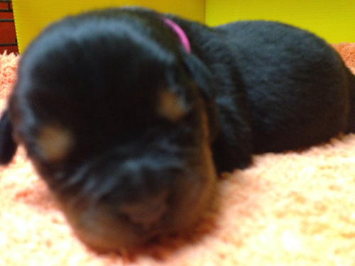 ロットワイラーの子犬　ブリーダー 子犬専門　AngelWan 横浜