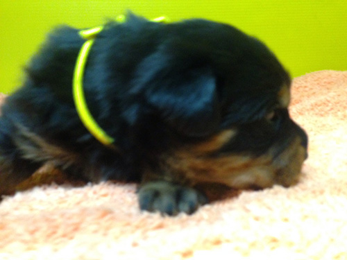 ロットワイラーの子犬 ブリーダー 子犬専門 AngelWan 横浜